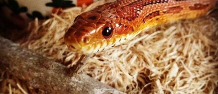 Spaghetti the Snake got a Christmas surprise and it's the cutest