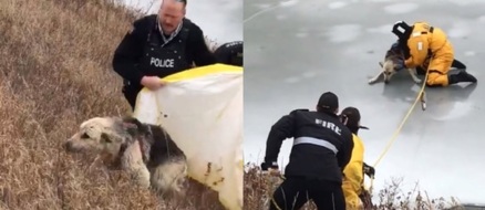 Firefighters rescue dog from frozen river, happy ending for family