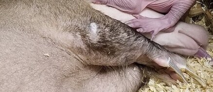 Feisty Aardvark born to Cincinnati Zoo Finally Named