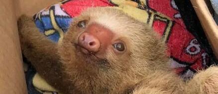 Baby Sloth Rescued In Costa Rica