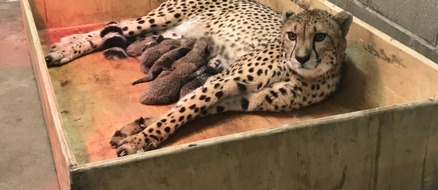 8 Cheetah Cubs Born to St Louis Zoo in Remarkable Birth