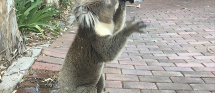 Australia's so hot right now even the Koala's are feeling it