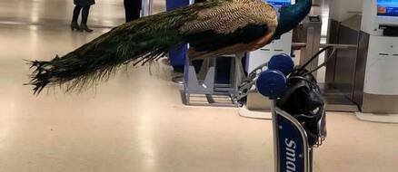 Controversy over United Airlines Banning an Emotional Support Peacock