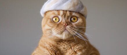 Cats in Hats: Kitty Dad Makes Cat's Hats Using Their Own Fur