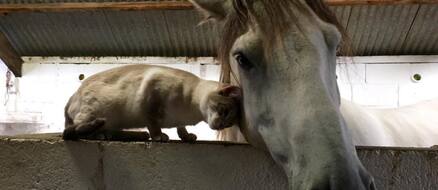 Unlikely Animal Friendships: Comet the Pony and Louis the Siamese Cat