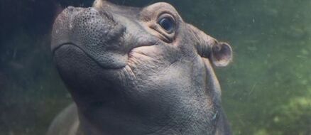Fiona the Hippo is a Philadelphia Eagles Fan for Super Bowl Sunday