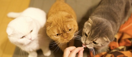 How to Tell If Your Cat is Right or Left Pawed