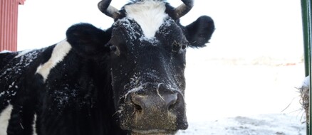 Cow Frolicking Through Snow Wins At Winter