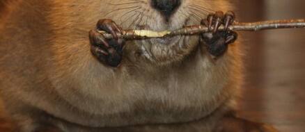 Baby beaver makes himself feel at home (by building one out of toys)