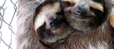 Beardsley Zoo Sloth Gets a Valentine Date