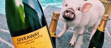 Christopher the Pig puts the Boo in Boujee