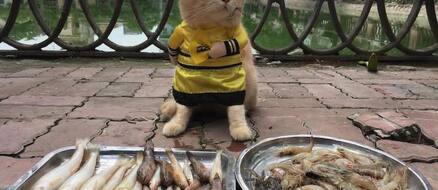 A fishmonger cat named dog takes over pet fashion