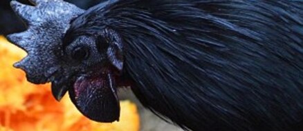 Goth Chickens: Enchanted or going through a 'phase'?