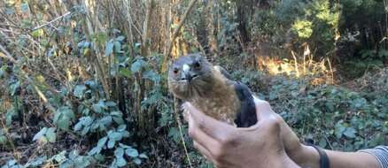 Well, This is Hawkward: Mom Catches Bird of Prey in Bare Hands