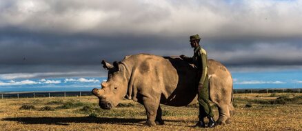 Last Rhino Dies: a Tragedy Caused by Poaching