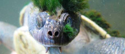 Green Haired Turtle Breathes Through His Junk & Is More Punk Than You