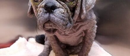 Neglected Hairless Pug Rescued, Healed & Transformed