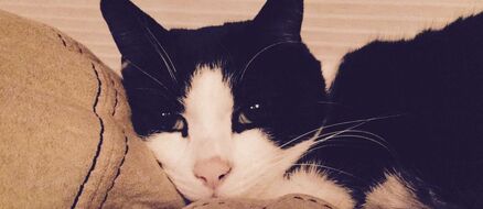 Rescue Cat Saves Family From Carbon Monoxide Poisoning