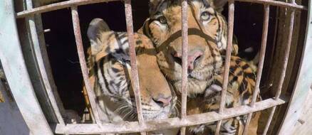 Five Rescued Circus Tigers Find New Home, Free At Last