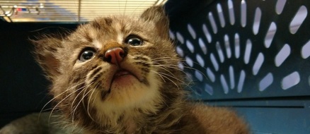 Man rescues a kitten, discovers it’s a baby bobcat