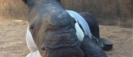 Baby Rhino Tries Bravely Tries To Save Mom From Poachers