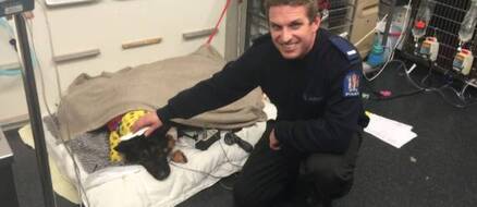 Hero police dog stabbed, saved by another hero police dog with blood donation