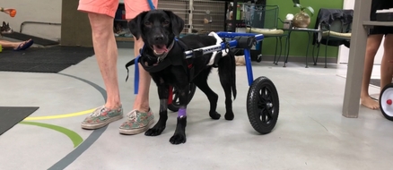Abandoned Dog Has No Idea He's Paralyzed, Looking For A Home