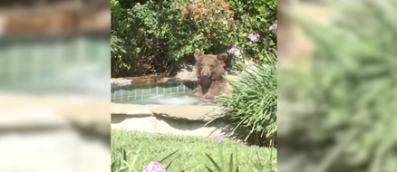 Only in Cali: Chill Bear Sips Margarita While In Jacuzzi