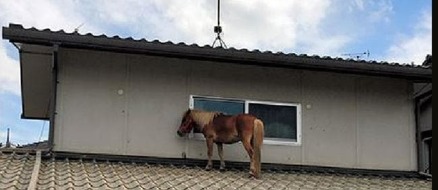 Missing Mini Horse Found On Roof In Japan