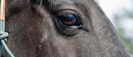 Abused Horse Sues Ex-Owner for $100,000
