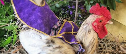 Chicken Fashion: Diapers, Saddles, & Tutu's for Poultry