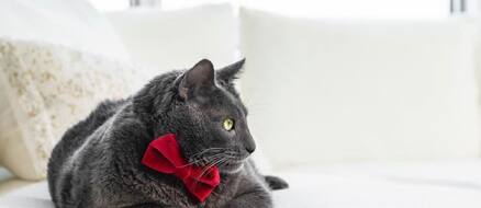 Bruno Bartlett: Thicc IG Cat Celeb Who Became a Viral Sensation
