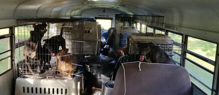 Trucker Rescues 64 Shelter Animals from Hurricane Florence In Old School Bus