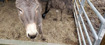 Unlikely Animal Friendship: Jack and Diane, the Donkey-Emu Pair Will Melt Your Heart