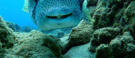 Diver and a Smiley Fish Hang Out Every Day