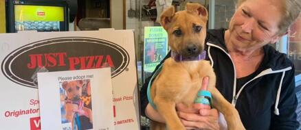 Pizza Restaurant Spread the News of Adoptable Dogs on Their Boxes