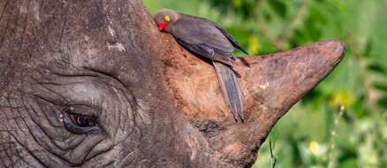 2 Unlikely Friends - A Red-Billed Bird and a Black Rhino