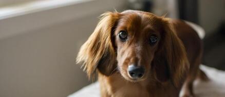 Dachshund Saves Neighbors From House Fire