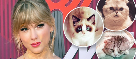 Taylor Swift is a Tik Tok Cat Lady!
