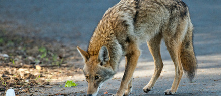 Vancouver Stanley Park Coyote Attacks Increase