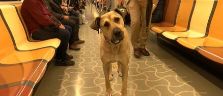 Homeless Dog Learns to Use Public Transit