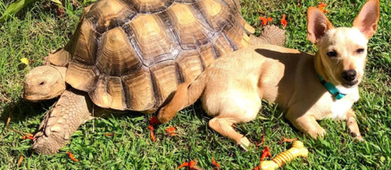 A Tortoise and a Dog? Friendships Cross All Boundaries for Tilly G and Skippy