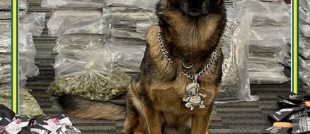 Doggo Dripping: K-9 Officer rocking $65K in confiscated jewelry from drug bust