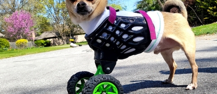 TurboRoo - The 2Legged Chihuahua That Isn't Slowing Down With His 3D Printed Wheels