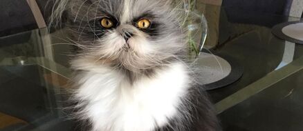 Atchoumthecat with a Tornado of Fur is "Hairy But Not Scary"