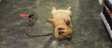 Lord Leo the Lazy Pom - World champion of playing dead