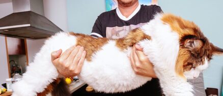Samson The Cat (Catstradamus), a Maine Coon, Biggest Cat from the Big Apple