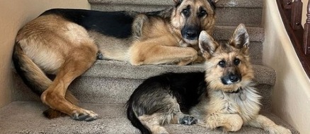 A puppy forever - Meet Ranger, the German Shepherd with dwarfism