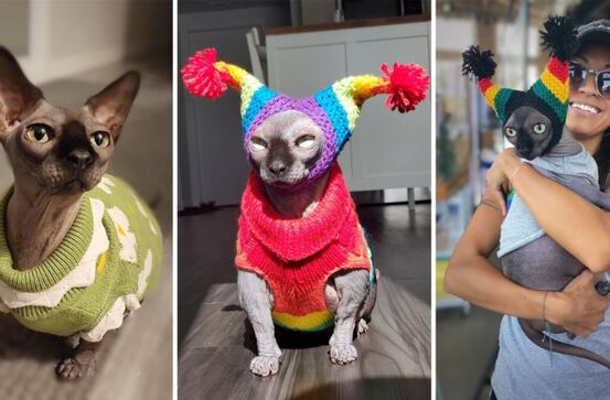 Interview with Bambam the Hairless Munchkin - A Sassy Talking Sweater-Wearing Cat