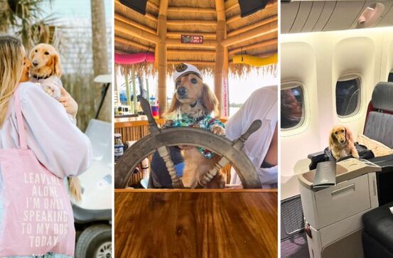 Interview with Fifi Little Darling the Jet-Set Dachshund